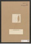 Schizonema smithii Ag. (de-Toni-Nr.: Genus 20, Species 1207) Zeichnungen Sammlung Grunow Nr. 2316 (NHMW-BOT-W0369439)